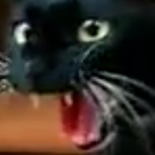 คาโม่ แฟร็กบีน