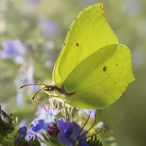 สมาชิกหมายเลข 6117857