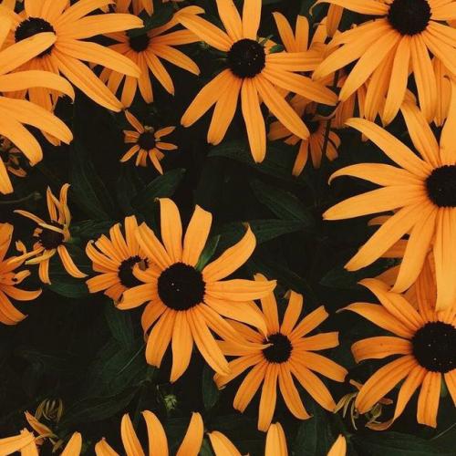 สมาชิกหมายเลข 4436693