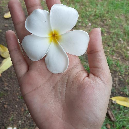 สมาชิกหมายเลข 3964609