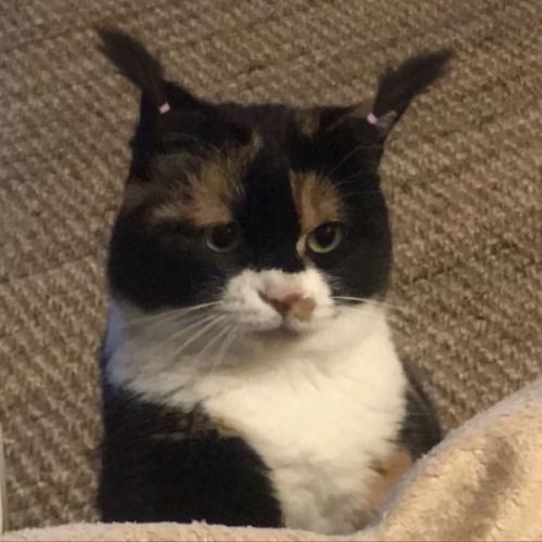 สมาชิกหมายเลข 4532293