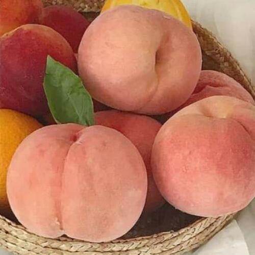 สมาชิกหมายเลข 5561472