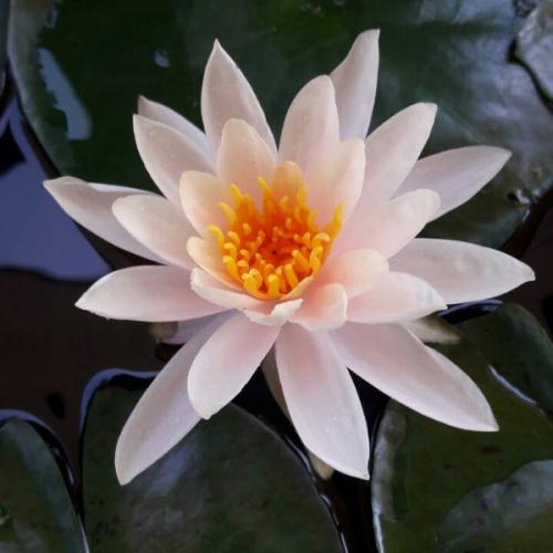 สมาชิกหมายเลข 6118589