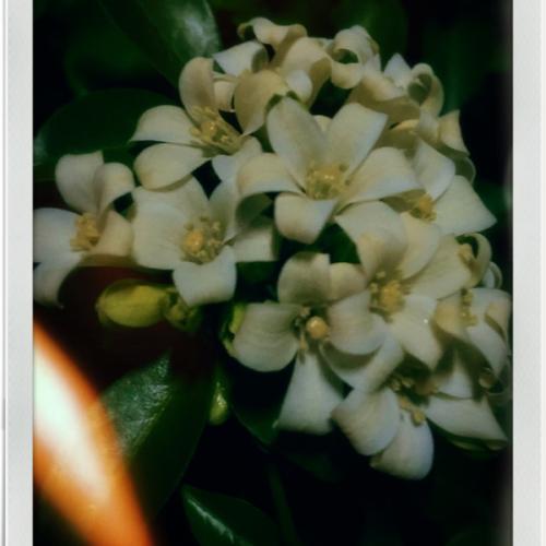 สมาชิกหมายเลข 5660811