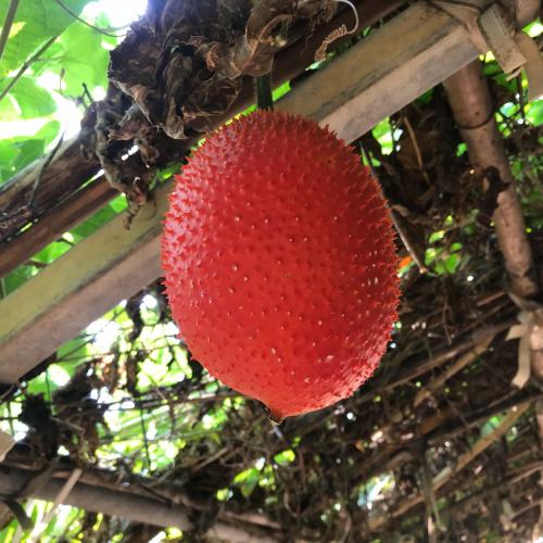 สมาชิกหมายเลข 4437409