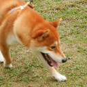 สมาชิกหมายเลข 2102160