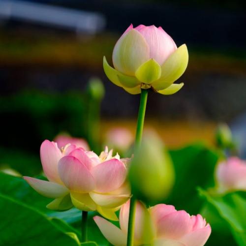 สมาชิกหมายเลข 5245506