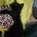 สมาชิกหมายเลข 3847305