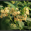 สมาชิกหมายเลข 4437684