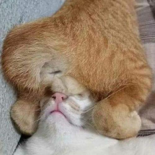 สมาชิกหมายเลข 5541373