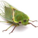 สมาชิกหมายเลข 3948451