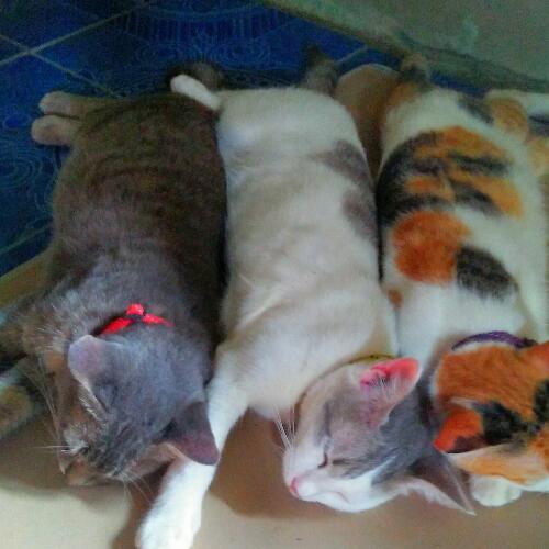 สมาชิกหมายเลข 4780735