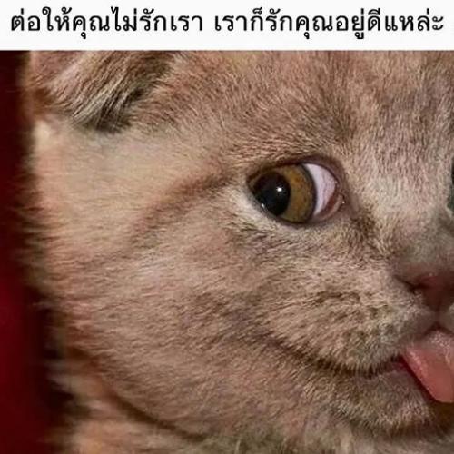 สมาชิกหมายเลข 5159529