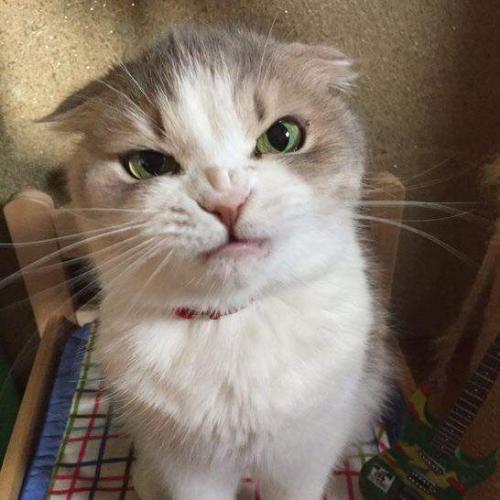 สมาชิกหมายเลข 4782935