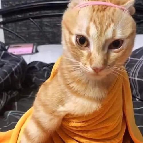 สมาชิกหมายเลข 5375380