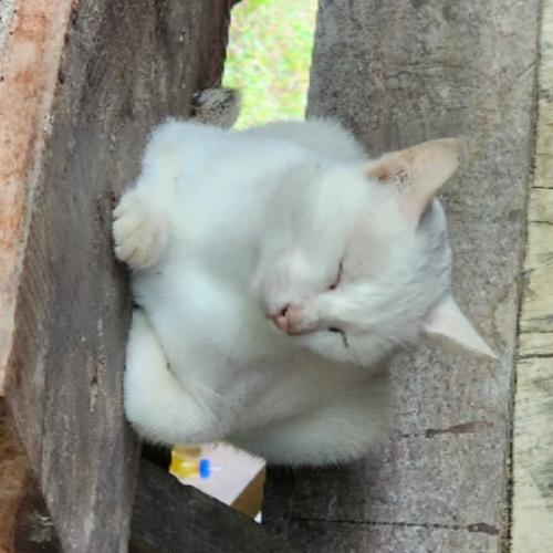 สมาชิกหมายเลข 8419480