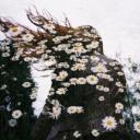 สมาชิกหมายเลข 3689586