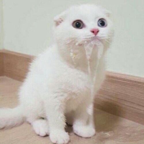 สมาชิกหมายเลข 4606731