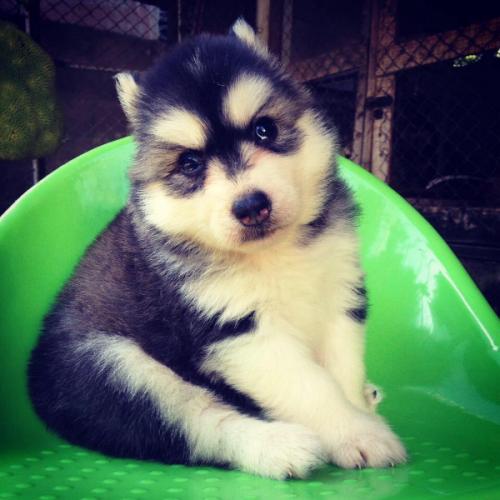 สมาชิกหมายเลข 5161131