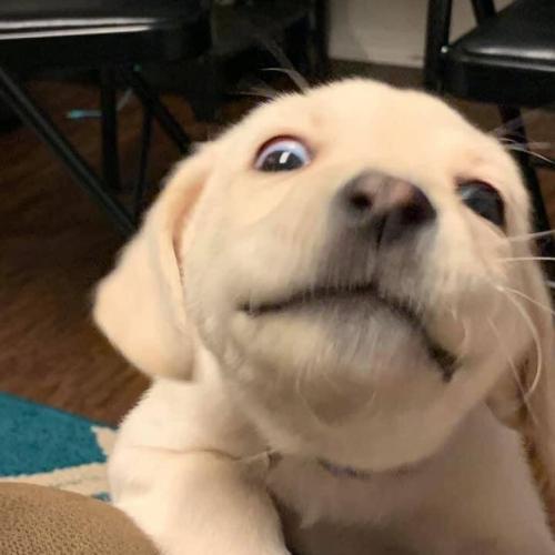 สมาชิกหมายเลข 6084705