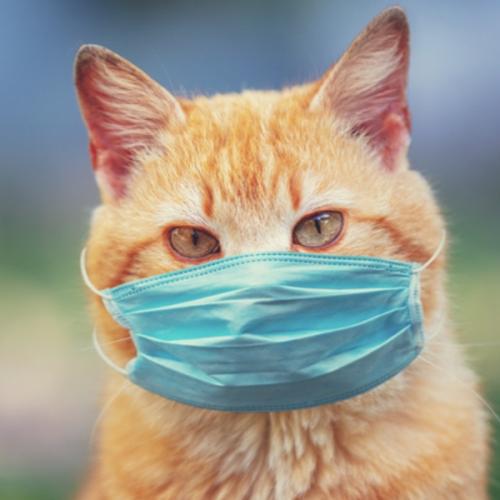 สมาชิกหมายเลข 6053312