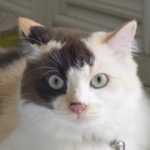 สมาชิกหมายเลข 4406402