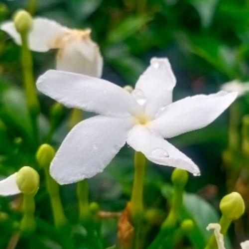 สมาชิกหมายเลข 8419528