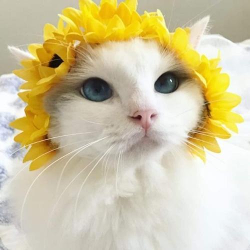 สมาชิกหมายเลข 4033764