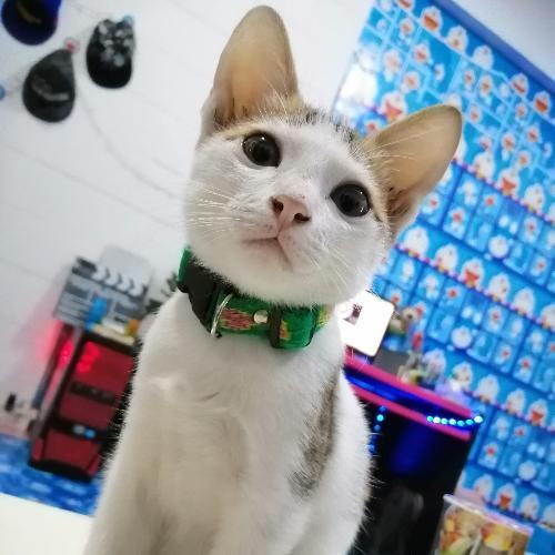 สมาชิกหมายเลข 4468634