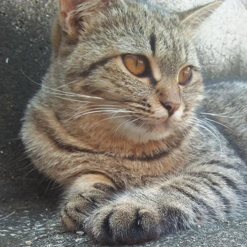 สมาชิกหมายเลข 4729920