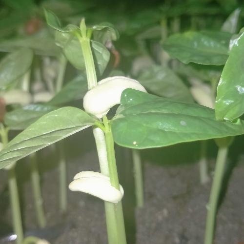 สมาชิกหมายเลข 6123080