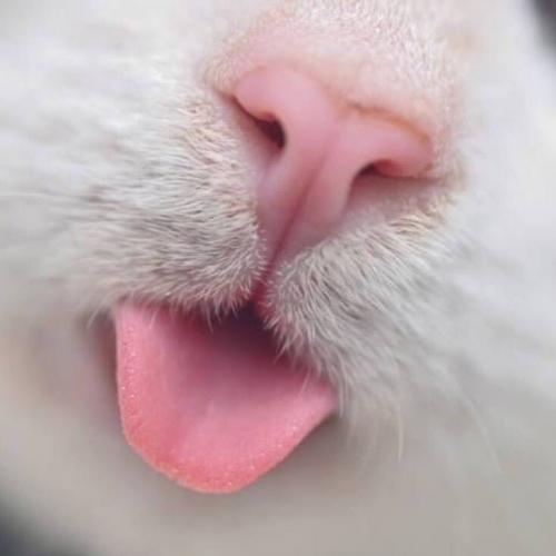 สมาชิกหมายเลข 4440489