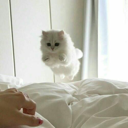 สมาชิกหมายเลข 3205455