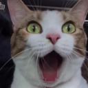 สมาชิกหมายเลข 1295509