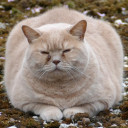 แมวน้อยสวย หมวย อึ๋ม