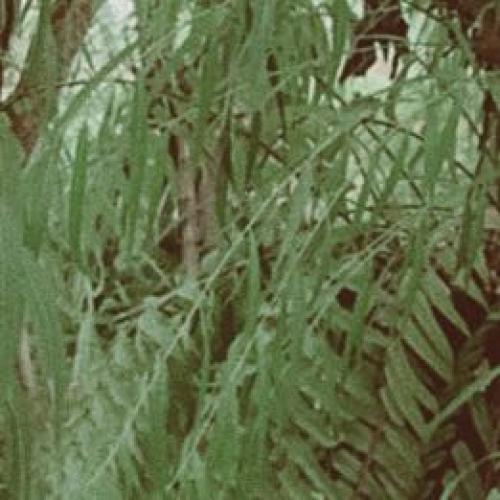 สมาชิกหมายเลข 6117558