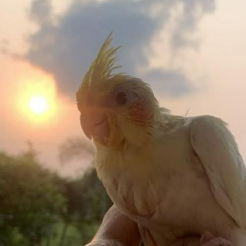 สมาชิกหมายเลข 1485073