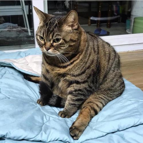 สมาชิกหมายเลข 4441669