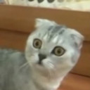 สมาชิกหมายเลข 4441740