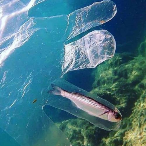 สมาชิกหมายเลข 5563096