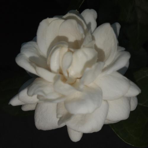 สมาชิกหมายเลข 5566139