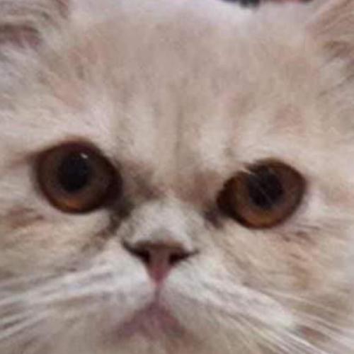 สมาชิกหมายเลข 1779470