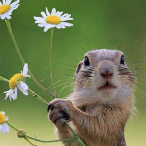 น้องข้าวแกง