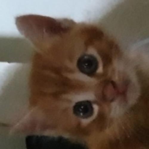 สมาชิกหมายเลข 8424496