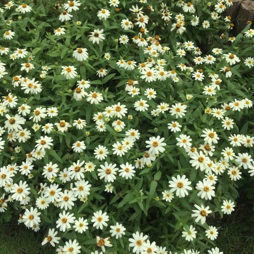 สมาชิกหมายเลข 4784942