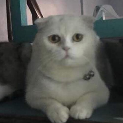 สมาชิกหมายเลข 4785019