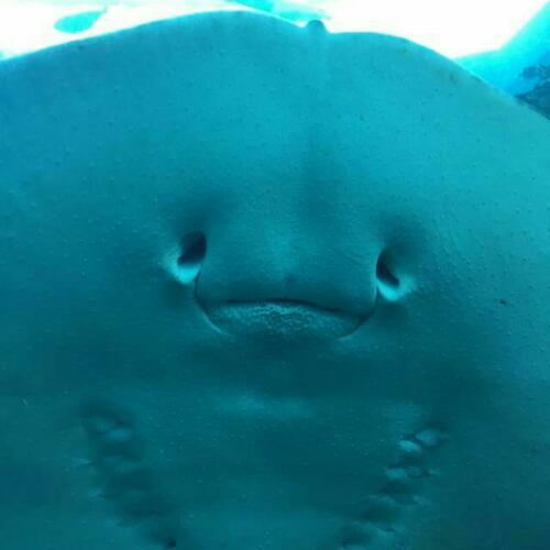 สมาชิกหมายเลข 4785154