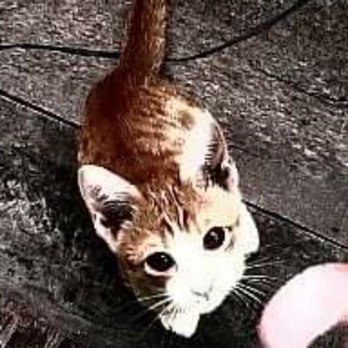 สมาชิกหมายเลข 3720265