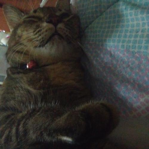 สมาชิกหมายเลข 4384853