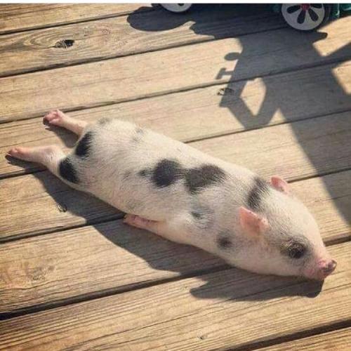 สมาชิกหมายเลข 5162735